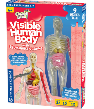 Visible Human Body